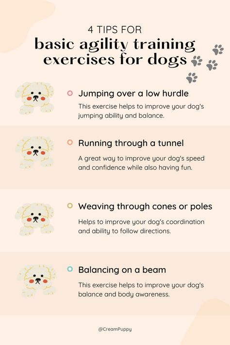 4 tips for basic agility training exercise for dogs😍 Exercise For Dogs, Dog Agility Training, Agility Training For Dogs, Service Dog Training, Dog Sports, Basic Dog Training, Dog Potty Training, Dog Exercise, Dog Training Advice