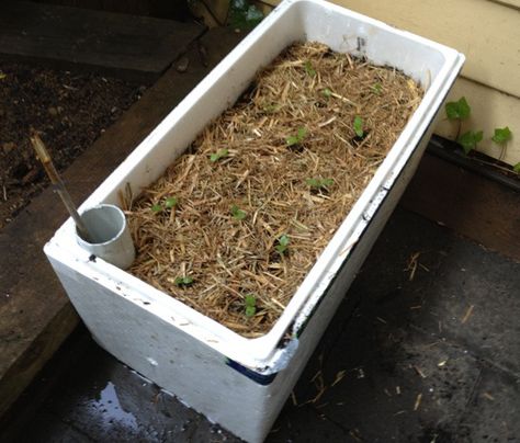 DIY Self Watering Planter Box Bathtub Garden, Ideas For Backyard Patio, Self Watering Garden, Diy Cedar Planter Box, Diy Self Watering Planter, Diy Self Watering, Self Watering System, Modern Planters Outdoor, Pallet Planter Box