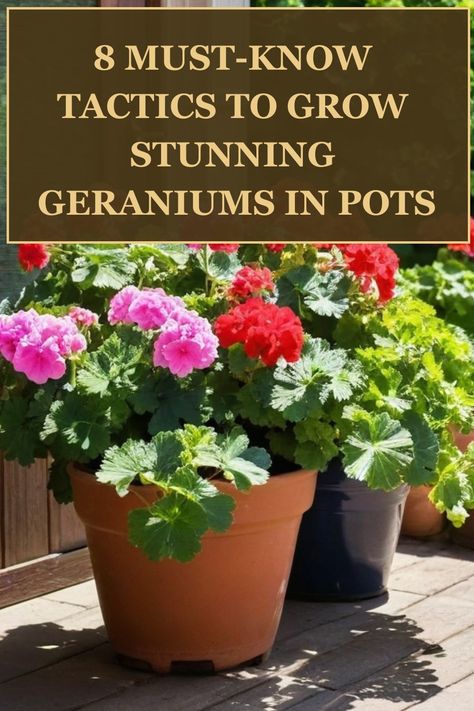 Discover the simple steps on how to grow geraniums in pots with ease. From selecting the right container and soil, to proper watering and sunlight requirements, these vibrant blooms can thrive in your garden or balcony. Follow our guide to keep your geraniums healthy and blooming all season long. Whether you're a novice gardener or have a green thumb, growing geraniums in pots can be a rewarding experience that adds color and beauty to your outdoor space. Geraniums In Pots Indoors, Geranium In Pots, Growing Geraniums In Pots, How To Keep Geraniums Blooming, How To Care For Geraniums In Pots, Geranium Indoors, Florist Beginner, How To Grow Geraniums, Pruning Geraniums