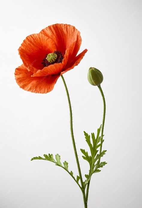 Premium Photo | Red poppy flower on white background Red Poppy Photography, Poppy Reference Photo, Poppy Flower Reference, Pictures Of Poppies, Poppy Flower Pictures, Poppy Reference, Flower Reference Photo, Flower Poster Design, Matilija Poppies