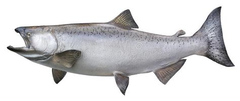 Big chinook or king salmon isolated on white. A big Alaskan chinook or king salm , #ad, #salmon, #isolated, #king, #Big, #chinook #ad Chinook Salmon, Fish Stickers, King Salmon, Fishing Decals, Bean Bag Chair Covers, Woven Pillows, White Stock, Freshwater Fish, Wax Paper