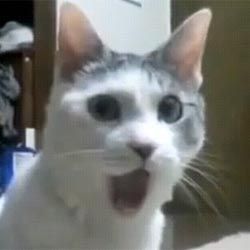 idk if this cat is actually hungarian but i saw a post saying "gasps in hungarian" so i thought it would be ironic to call that little guy "hungarian cat" Cat Reaction Pics, Silly Reaction, Cat Reaction, Cursed Cats, Cat Expressions, Funny Cat Faces, Silly Kitties, My Honest Reaction, Twitter Memes