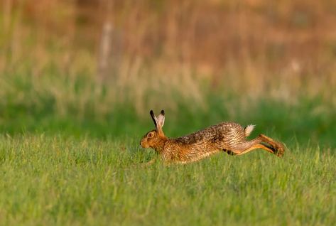 Brown-hare-running Irish Hare, Hare Running, Running Hare, County Sligo, Dictionary Words, Parts Of Speech, English Words, The Uk, Running