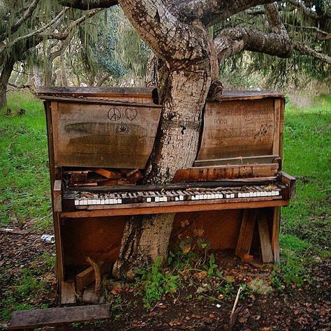 The Old Piano Tree, California | Artist Jeff Mifflin’s Piano Tree was a so-called “living installation” set in a forested area just off the Disc Golf Course at California State University in Monterey Bay. Mifflin took an old stage piano and after some judicious sawing, made it appear an ancient tree was growing out of the old upright’s heart. The tree continued to grow even after it was unnaturally mated, however, and would be evolving today if a drunken music-hater had not taken his frustration Weird Trees, Derelict Buildings, Old Pianos, Amazing Trees, Pismo Beach, History Photos, Chernobyl, Foto Art, Historical Pictures