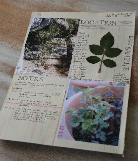 Location & Notes by Patty Van Dorin Field Notes Journal, Rose Journal, Nature Scrapbook, Diy Nature, Botanical Sketchbook, Field Journal, Plant Journal, Plant Book, Journal Vintage