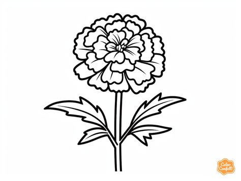 illustration of Nice marigold flower coloring for kids Easy Marigold Drawing, Marigold Flower Drawing Simple, Marigold Flower Art, Marigold Doodle, Marigolds Drawing, Marigold Outline, Marigold Logo, Marigold Sketch, Marigold Clipart