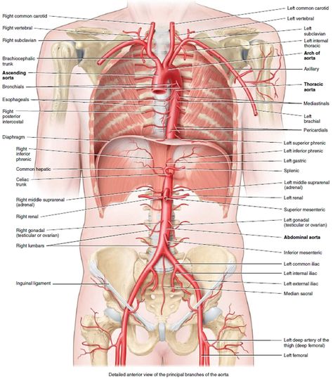 Aorta Branches, Aorta Anatomy, Bicuspid Aortic Valve, Abdominal Aorta, Subclavian Artery, Anatomy Male, General Anaesthesia, Carotid Artery, Types Of Surgery