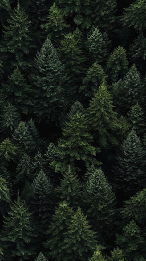 Dark Green Winter Aesthetic, Deep Forest Green Aesthetic, Forest Green Asthetics, Dark Green Scenery, Winter Deer Wallpaper, Dark Green Lockscreen Aesthetic, Forest Green Aesthetic Wallpaper, Green Winter Aesthetic, Dark Elf Aesthetic