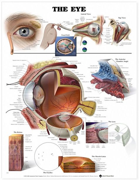 The Eye And Vision Anatomy Worksheet Answers — excelguider.com Eye Anatomy Diagram, Iridology Chart, Optometry Education, Cow Eyes, Optometry School, Eye Facts, Eye Anatomy, Anatomy Models, Eye Doctor