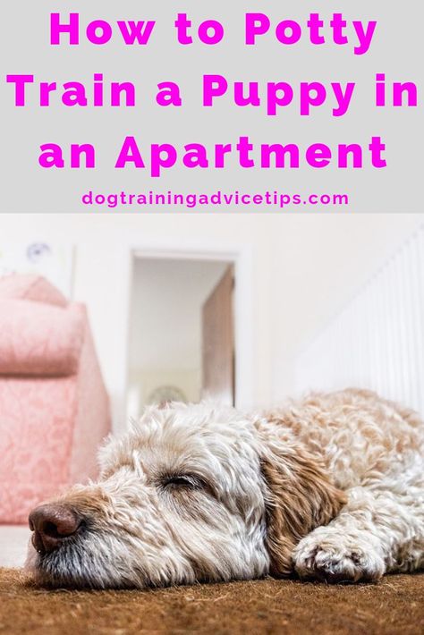 Potty Training Puppy Apartment, Apartment Dog, Indoor Dog Potty, Puppy Training Guide, Dog Socialization, New Puppy Checklist, Dog Training Tricks, Puppy Potty Training, Training A Dog