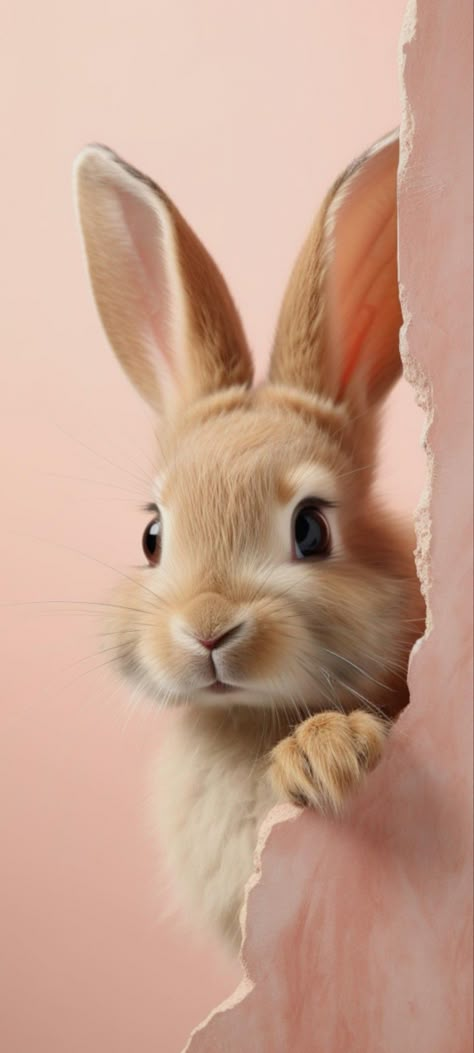 Rabbit Wallpaper Iphone, Bunny Wallpaper Iphone, Cute Bunny Wallpaper, Wallpaper Bunny, Bunny Background, All Animals Photos, Rabbit Pictures, Cute Bunny Pictures, Cool Pictures For Wallpaper