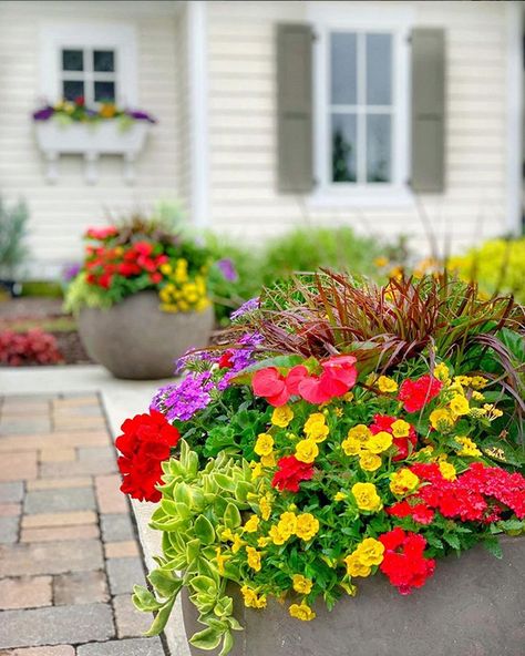 Deck Flower Pots, Plaids And Poppies, Lantana Flower, Forsythia Wreath, Self Watering Containers, Flowers In Pots, Creeping Jenny, Potato Vines, House Updates