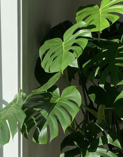 Plants Are Friends, Plant Aesthetic, Monstera Plant, Pretty Plants, Plant Mom, Homescreen Wallpaper, Alam Yang Indah, Green Wallpaper, Cool Plants