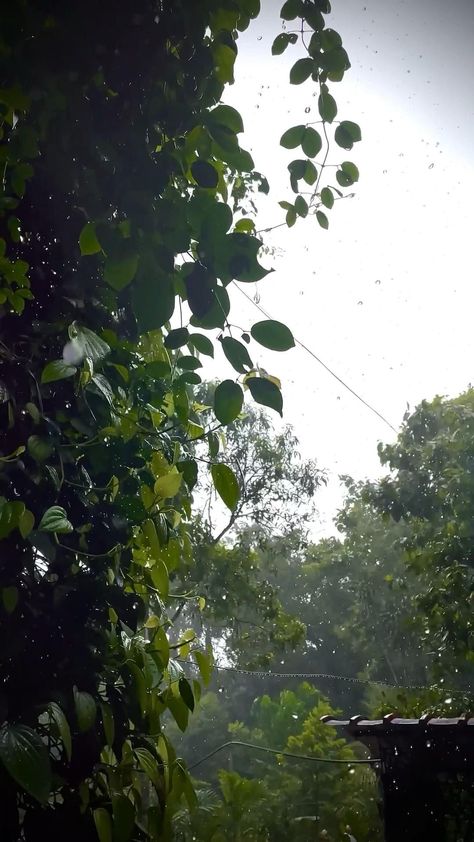 Ye pani ki bonda hajar Rainy Vibes, Rainy Day Pictures, Spring Summer Aesthetic, Green Scenery, Rainy Day Aesthetic, Night Sky Photography, Aesthetic Roses, Sky Photography Nature, Peace Illustration