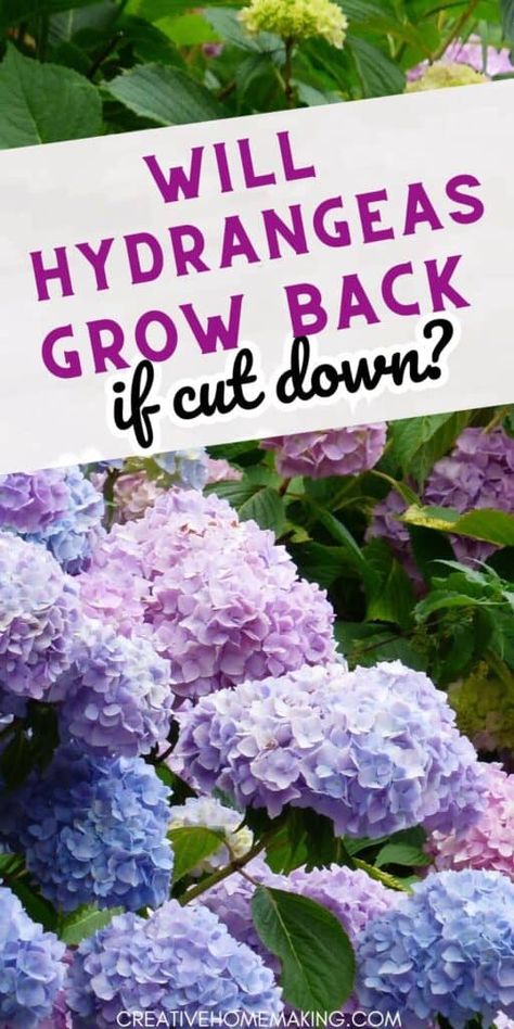 Transform your garden with our expert guide to regrowing hydrangeas after they've been cut down. A wealth of information on pruning techniques, care tips, and creative ideas for incorporating these stunning plants into your landscape design. From vibrant blooms to unique varieties, everything you need to keep your hydrangeas healthy and beautiful year after year. Tulip Garden Ideas, Landscaping Front Of House, Bushes In Front Of House, Landscaping Bushes, How To Grow Hydrangeas, Hydrangea Plant Care, Fast Growing Privacy Shrubs, Privacy Shrubs, When To Prune Hydrangeas