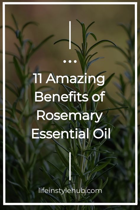 Rosemary essential oil Rosemary Oil Benefits Hair, Rosemary Essential Oil Uses, Rosemary Essential Oil Benefits, Benefits Of Rosemary Essential Oil, Rosemary Oil Benefits, Benefits Of Rosemary Oil, Essential Oil Diffuser Benefits, Diffuser Benefits, Benefits Of Rosemary