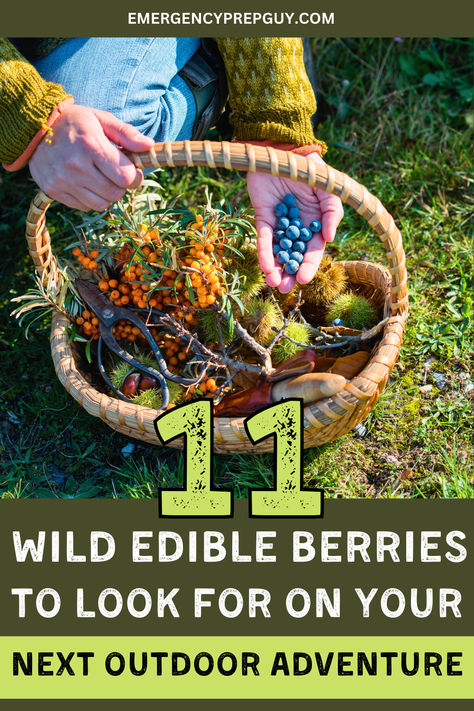 A close-up of a person foraging wild edible berries, holding small blue berries in one hand and a wicker basket filled with orange sea buckthorn berries, chestnuts, and foraging tools in the other, set on grassy terrain. Backyard Foraging, Foraging Tips, Edible Berries, Medicinal Wild Plants, Wild Foraging, Edible Wild Plants, Herbal Plants, Nature's Bounty, Edible Food