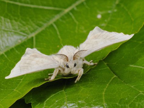 Bombyx Mori - This species of moth is so cute <3 Moth Person, Venezuelan Poodle Moth, Fluffy Moths, Hybrid Monster, Silk Moths, Poodle Moth, Bombyx Mori, Silk Worm, Silk Moth