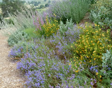 Designing your Garden with California Native Plants | Malibu, CA Patch Socal Garden, California Native Plant Garden, Front Yard Wall, California Native Landscape, Native Garden Design, Garden California, California Landscaping, Native Plant Landscape, Native Plant Garden