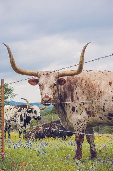 Longhorn cow