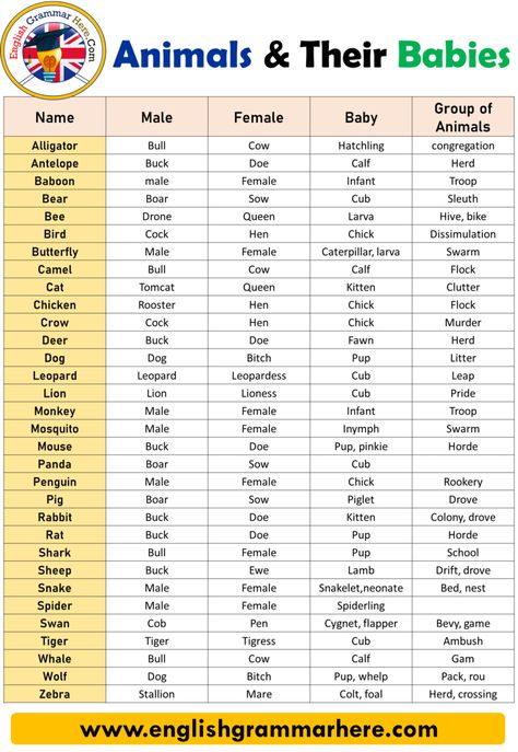 Names of Males, Females, Babies, and Groups of Animals, Gender of Animals Table of Contents Animals Names, Animals and Their Animals And Their Young Ones, Gender Of Animals, Male And Female Animals, Animals Name List, Groups Of Animals, Animals And Their Babies, Animals Name In English, Baby Animal Names, Animals Name