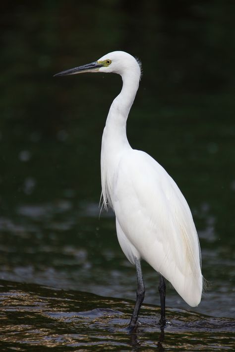 Bird Background, Wood Birds, Beach Birds, Snowy Egret, Bedroom Mural, Heron Art, Great Egret, Coastal Birds, Shore Birds