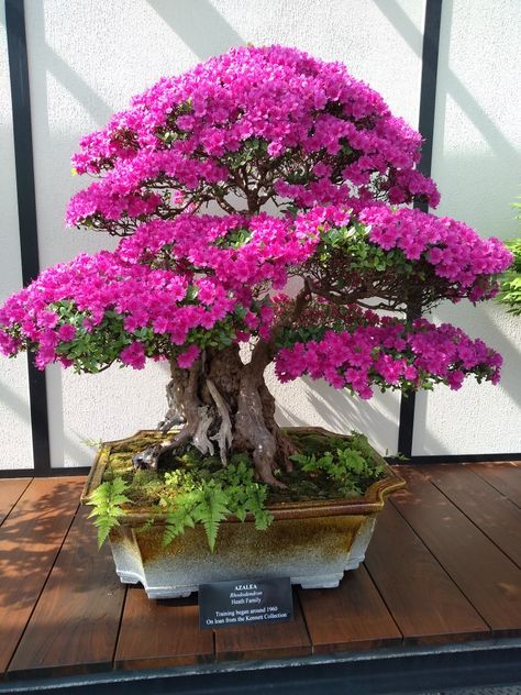 Bonsai Bougenvile, Garden Bonsai Tree, Bougainvillea Bonsai, Japanese Bonsai Tree, Bonsai Forest, Bonsai Tree Types, Bonsai Techniques, Bonsai Tree Care, Bonsai Soil