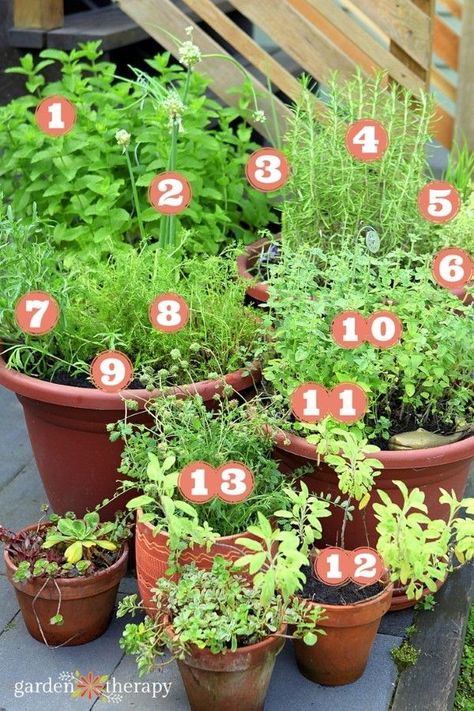 Perennial Herb Garden, Herb Container Garden, Herbs To Plant, Garden Map, Herb Container, Gemüseanbau In Kübeln, Container Herb Garden, Gardening Herbs, Herb Containers