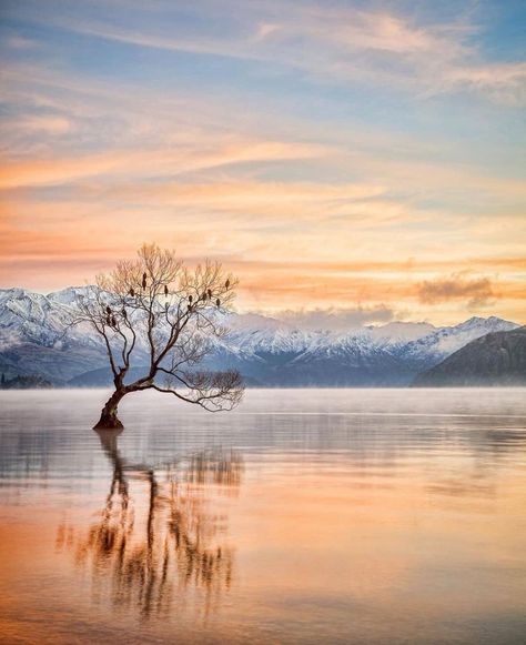 Brad on Twitter: "Lake Wanaka, New Zealand https://t.co/MCIdglijRP" / Twitter Wanaka New Zealand, Japan Lifestyle, Sunrise Wallpaper, Lake Wanaka, 4k Images, Past Perfect, Wallpapers For Iphone, New Zealand Travel, A Background