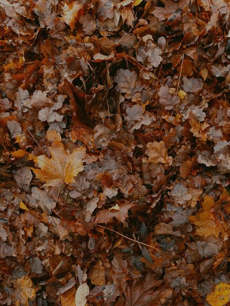 Autumn, aesthetic, leaves, fallen leaves, fall, cosy, raking, crunchy leaves, october, autumnal Autumn Aesthetic Leaves, Crunchy Aesthetic, Autumn Leaves Aesthetic, Aesthetic Leaves, Leaves Aesthetic, Raking Leaves, Crunchy Leaves, Fallen Leaves, Leaves Fall