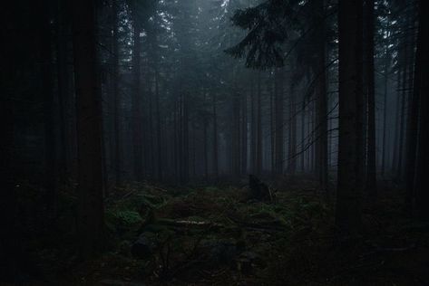 Dark Naturalism, Dark Forest Aesthetic, Dark Green Aesthetic, Forest Background, Cute Galaxy Wallpaper, Dark Nature Aesthetic, Natural Background, Forest Wallpaper, Fantasy Places