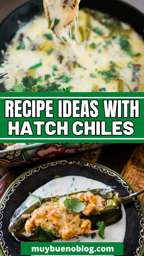 Recipe Ideas with Hatch Chiles: Head over and check out all these tasty recipes that use hatch green chiles in them. Plus you can learn where to buy them, what exactly are hatch green chiles, tips on finding the best ones, and more. All your hatch chile needs in one spot. Hatch Green Chili Enchilada Sauce, Hatch Chili Queso, Roasted Hatch Chile Recipes, Stuffed Green Chilies, Stuffed Hatch Green Chile Recipes, Green Chile Picadillo, Recipes With Hatch Green Chiles, Hatch Chili Chicken Recipes, Recipes With Green Chilis