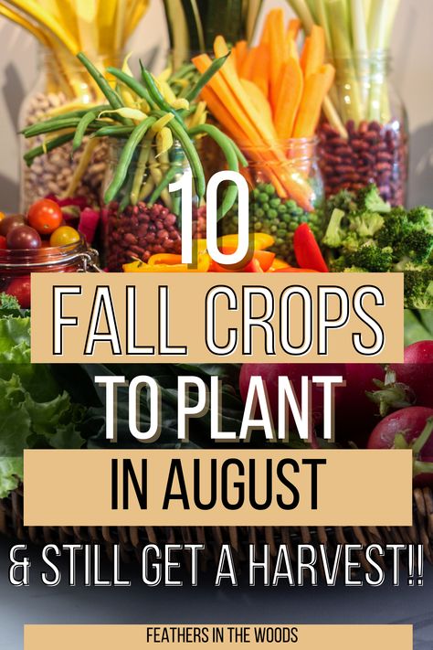 10 different vegetables to plant in August Fall Crops Vegetable Garden Zone 7, Fall Seeds To Plant, Fall Crops Vegetable Garden, Fall Planting Vegetables, Fall Garden Ideas, Fall Vegetables To Plant, Fall Vegetable Garden, Fall Crops, August Garden