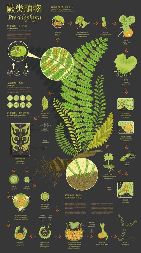 #InfographicsShowcase  #InfographicsAnimation Scientific Poster, Infographic Layout, Infographic Inspiration, Data Visualization Design, Infographic Design Layout, Graphic Design Infographic, Science Illustration, Creative Infographic, Infographic Poster