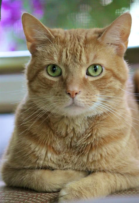 Cat Injuries, Derpy Cats, Good Morning Cat, Most Popular Cat Breeds, Morning Cat, 10 Interesting Facts, Tabby Cats, Orange Tabby Cats, Cute Cats Photos