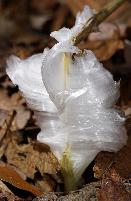 Frost Flower - Verbesina virginica L. Extrusion of ice from plant stem during freezing temperatures. Frost Flower, Frost Flowers, Ice Flowers, Early Winter, Ice Snow, Unusual Flowers, Winter Mornings, Rare Flowers, Winter Beauty