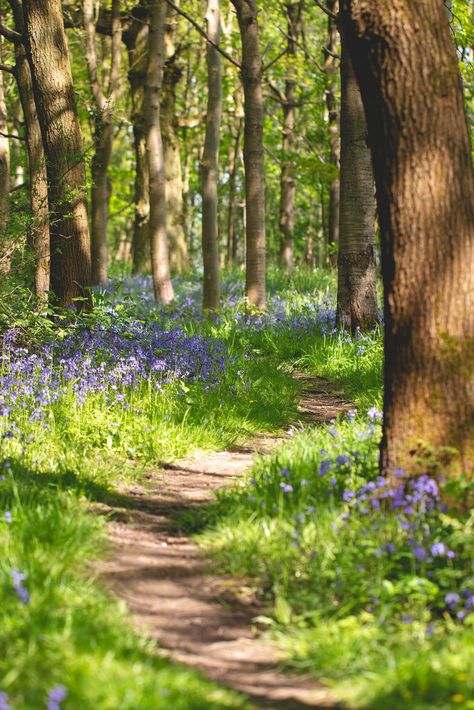 Winding Path - Sunlit path head winding through the trees and bluebells in Southwick Wood. Paths Through The Woods, Garden Reference Photo, Woods Picture Ideas, Path Drawing Ideas, Scenery Reference Photos, Path In Woods, Landscape Reference Photos, Flowers In The Woods, Tree Lined Path