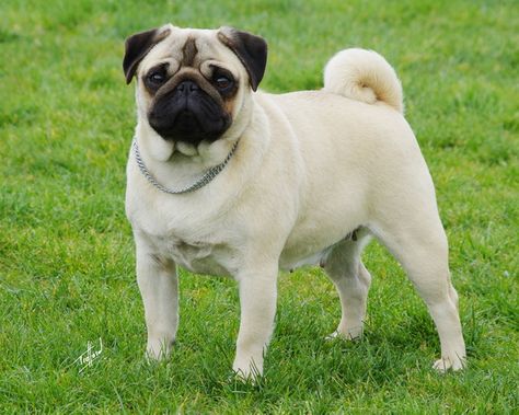 Pug Breed, Stud Farm, Cute Pug Puppies, Gold Sovereign, Puppies Near Me, Bored Dog, Pet Services, Crazy Dogs, Toy Dogs