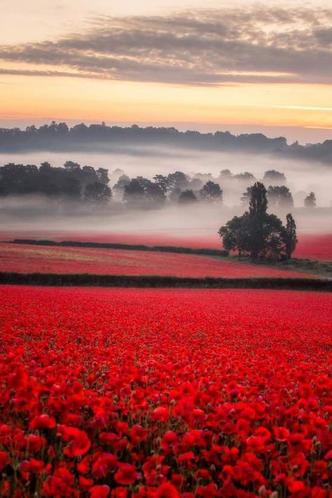 Check Out These Breathtaking Photos of Poppy Field's First Bloom in Years Poppies Drawing, Poppies Flower, Poppies Art, Poppy Fields, Poppies Tattoo, Breathtaking Photography, Poppy Art, Red Hill, Garden Aesthetic