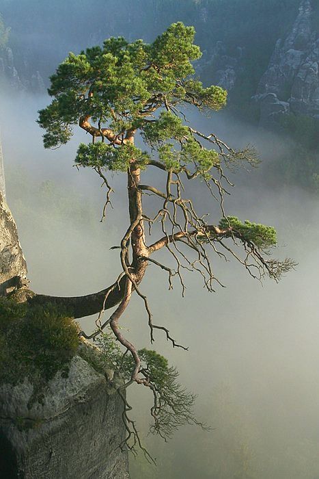 Solitary Pine Tree by JanaBehr.. Weird Trees, Amazing Trees, Lovely As A Tree, Lone Tree, Beautiful Trees, Unique Trees, Tree Hugger, Nature Tree, Tree Forest