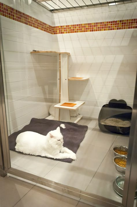 Cattery Ideas, Age Chat, Dog Boarding Facility, Boarding Facility, Kennel Ideas, Cat Kennel, Cat Hotel, Dog Hotel, Cat Run