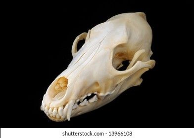 Coyote Skull Reference, Mushroom Sleeve, Amazing Painting Ideas, Botanical Mushroom, Coyote Skull, Skin Walker, Masks Ideas, Therian Masks, Skull Reference