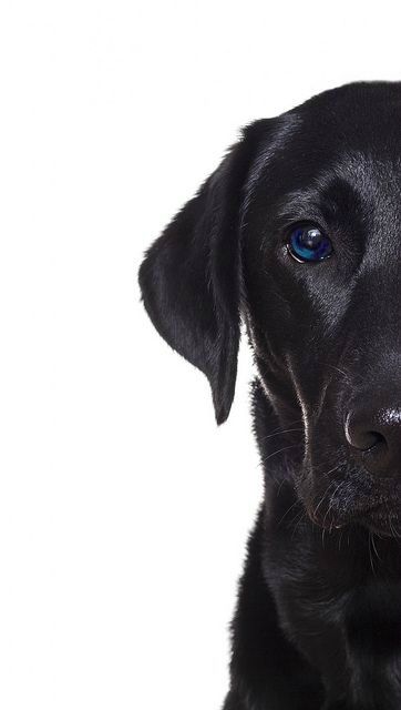 Regard Animal, Labrador Noir, Black Lab Puppies, Black Labs, Lab Puppies, Labrador Retrievers, Labrador Retriever Dog, Must Love Dogs, Pet Photography