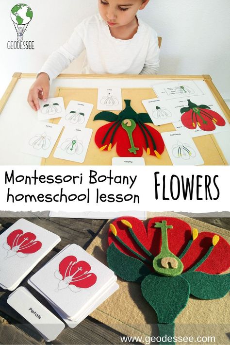 Montessori Botany: Flowers - Geodessee The subject of countless poems and stories the world over flowers have been admired since the dawn of man. They enchant with their beauty, sweet fragrance, and vibrant colors. They help make nature a prismatic bliss to the senses. No lesson on botany would be complete without them. #montessori #botany #gardening #kidsactivities Medicinal Botany, Botany Drawings, Botany Tattoo, Botany Aesthetic, Botany Painting, Botany Lessons, Montessori Botany, Botany Illustration, Spring Activities For Kids