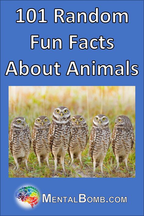 We've created this list of 101 random fun facts about animals for your enjoyment and for you to share with friends!  #FunFacts Fun Facts Animals, Random Facts Funny, Random Useless Facts, Random Animal Facts, Interesting Animal Facts, Cool Animal Facts, Animal Fun Facts, Amazing Facts About Animals, Funny Animal Facts