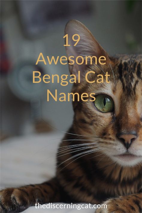 Bengal Cat Names: Looking for a name for your Bengal cat? Here is how to think about choosing a name for your Bengal Cat plus 19 great options PLUS even more Bengal cat name inspiration Female Cat Names Unique, Bengal Cat Aesthetic, Badass Cat Names, Cat Names Female, Cute Kitten Names, Cat Names Aesthetic, Cat Names Male, Kitten Names Unique, Cats With Kittens