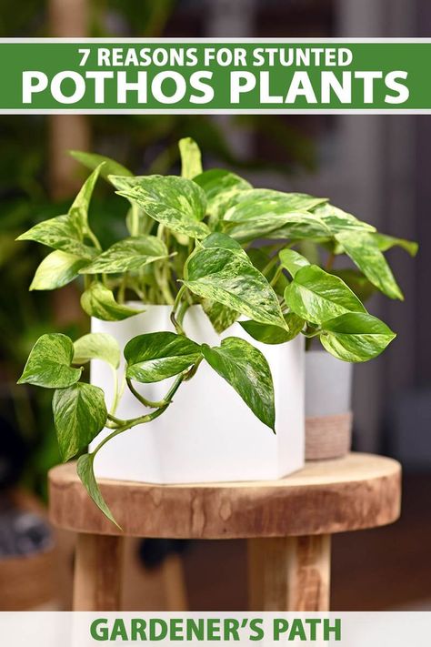 A close up vertical image of a pothos houseplant growing in a white pot set on a wooden surface. To the top and bottom of the frame is green and white printed text. Rooms Without Windows, Pothos Plants, Plants Monstera, Best Houseplants, Marble Queen Pothos, Garden Cover, Tools Organization, Beginner Gardening, Garden Diary