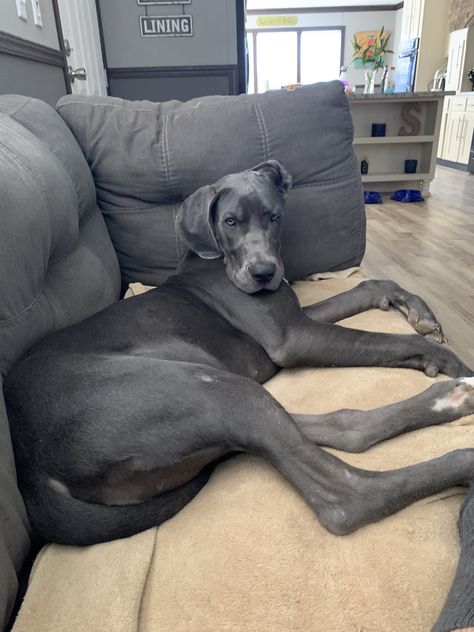 Black Great Dane Puppy, Grey Great Dane, Italian Accent, Cute Pitbulls, Pallet Dog Beds, Dane Puppies, Big Dog Breeds, Great Dane Puppy, Great Dane Dogs