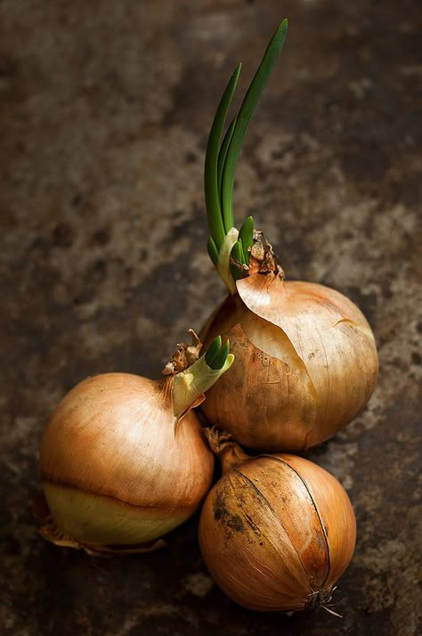 onions Vegetable Pho, Vegetables Photography, Food Art Photography, Simple Nutrition, Art Fruit, Still Life Fruit, Fruit Photography, Still Life Photos, Food Photography Inspiration