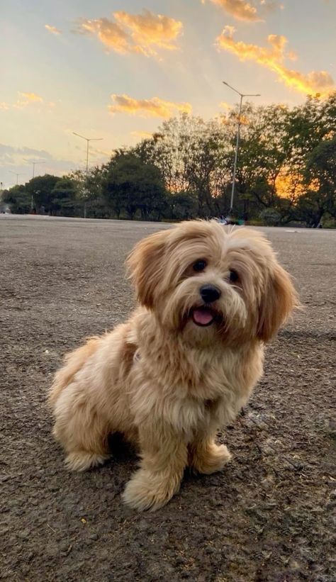 Lhasa Apso Puppies, Real Dog, Lhasa Apso, Puppy Party, Lhasa, Small Dog, Puppy Dog, Shih Tzu, Animal Photography